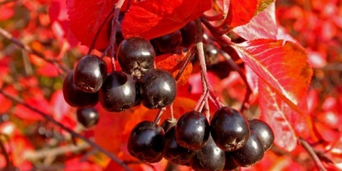 Sadnja aronije u jesen